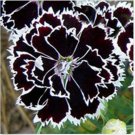 Neysastore Dianthus- Hedwegii- 25 Seeds
