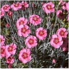Neysastore Dianthus- Alwoodii Pink- 50 Seeds