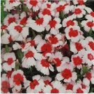 Neysastore Dianthus- Merry Go Round- 50 Seeds