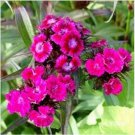 Neysastore Dianthus- Oeschburg- 100 Seeds