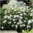 Neysastore Dianthus- Deltoids White- 100 Seeds