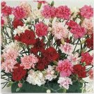 Neysastore Dianthus- Sonata- 100 Seeds