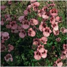 Neysastore Diascia Barberae- 100 Seeds