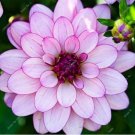 Neysastore US-Seller Rare Beautiful Perennial Dahlia Flowers Seeds 20PCS 1