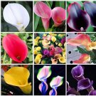 Neysastore US-Bonsai calla Seeds 100pcs multi-Colored Flower Seeds