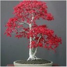 Neysastore US-Seller 20Pcs Red Japanese Maple Tree Bonsai Seeds