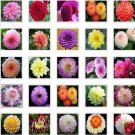 Neysastore Rare Beautiful Perennial Dahlia Flowers Seeds 20PCS Mix Color