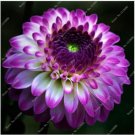 Neysastore Rare Beautiful Perennial Dahlia Flowers Seeds 20PCS 3