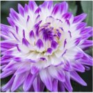 Neysastore Rare Purple Beautiful Perennial Dahlia Flowers Seeds - 20 PCS