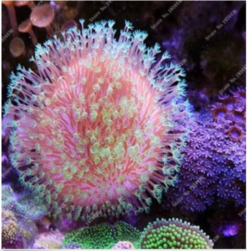 Neysastore 100Pcs a Bag Fresh Live Aquarium Plants Aquatic Plants Seeds
