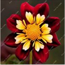 Neysastore Rare Beautiful Perennial Dahlia Flowers Seeds 20PCS 5