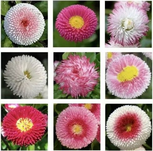 Neysastore English Daisy Double Mix 100 seeds  Elegant Beautiful Cut flower