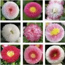 Neysastore English Daisy Double Mix 100 seeds  Elegant Beautiful Cut flower