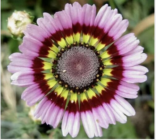 Neysastore daisy, PAINTED, TRICOLOR tri color flower, 60 seeds 2