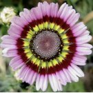 Neysastore daisy, PAINTED, TRICOLOR tri color flower, 60 seeds 2