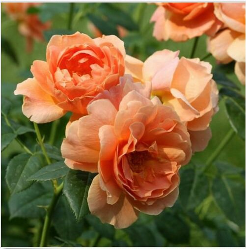 Neysastore 50 Orange Rose Seeds Flower Bush Perennial Shrub Garden Flowers Seed