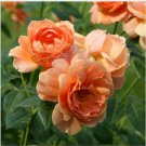 Neysastore 50 Orange Rose Seeds Flower Bush Perennial Shrub Garden Flowers Seed