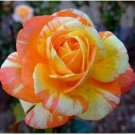 Neysastore 50 Orange White Rose Seeds Flower Bush Perennial Shrub Garden Flowers Seed
