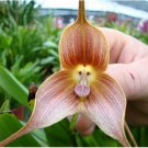 Neysastore 100pcs Monkey Face Orchid Flower Seeds Plant Seed Bonsai Home Garden Decor