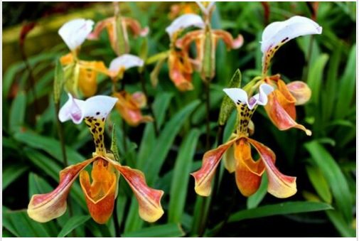 Neysastore 100Pcs Lady slipper Orchid Seeds Rare Beautiful Bonsai Plants in Home Garden