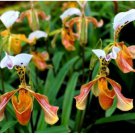 Neysastore 100Pcs Lady slipper Orchid Seeds Rare Beautiful Bonsai Plants in Home Garden
