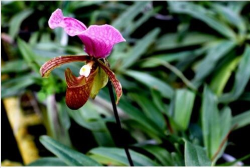 Neysastore 100Pcs Lady slipper Orchid Seeds Rare Beautiful Bonsai Plants in Home Garden 2