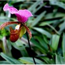 Neysastore 100Pcs Lady slipper Orchid Seeds Rare Beautiful Bonsai Plants in Home Garden 2
