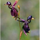 Neysastore 100pcs Flying Duck Orchid (Caleana Major) Flower Seeds