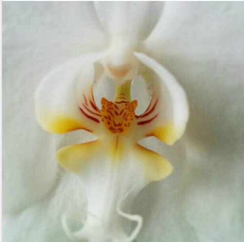 Neysastore 100pcs Orchid That Looks Like A Tiger Flower Seeds Plant Seed