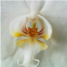 Neysastore 100pcs Orchid That Looks Like A Tiger Flower Seeds Plant Seed