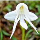Neysastore 100pcs Angel Orchid (Habenaria Grandifloriformis) Flower Seeds 2