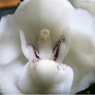 Neysastore 100pcs Dove Orchid Or Holy Ghost Orchid (Peristeria Elata) Flower Seeds