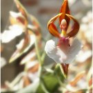 Neysastore 100pcs Orchid That Looks Like A Ballerina Flower Seeds