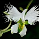 Neysastore 100pcs White Egret Orchid (Habenaria Radiata) Flower Seeds