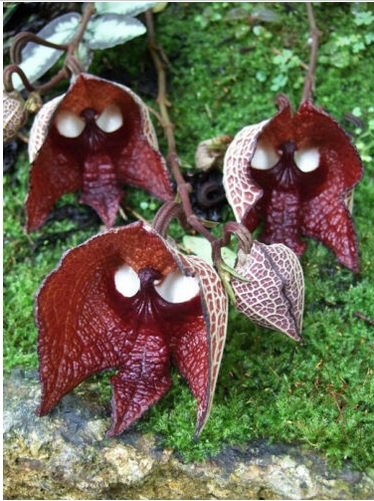 Neysastore 30pcs Darth Vader (Aristolochia Salvadorensis) Flower Seeds