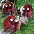 Neysastore 30pcs Darth Vader (Aristolochia Salvadorensis) Flower Seeds