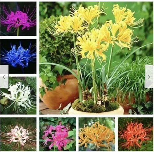 Neysastore Lycoris Bonsai Bonsai Seeds Plants Perennial Flower Ing Indoor Beautiful 100pcs