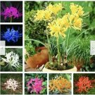 Neysastore Lycoris Bonsai Bonsai Seeds Plants Perennial Flower Ing Indoor Beautiful 100pcs