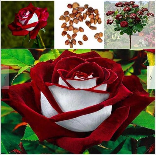 Neysastore 50Pcs Red & White Osiria Ruby Rose Flower Seeds Home Garden