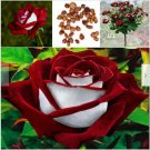Neysastore 50Pcs Red & White Osiria Ruby Rose Flower Seeds Home Garden