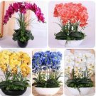 Neysastore 100 Pcs Mixed Colors Phalaenopsis Seeds Bonsai Balcony Flower Orchid Seeds