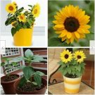 Neysastore 20pcs Mini Dwarf Yellow Sunflower Flower Seeds Home Garden Office Decor Plant