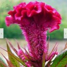 Neysastore Bulk Seed 100 Giant Cockscomb Seeds Celosia Cristata For Garden