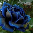 Neysastore Midnight Blue Rose Black and Blue Petals 50 Pcs seeds