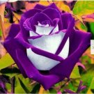 Neysastore 50Pcs Osiria PURPLE White Rose Bush Seeds