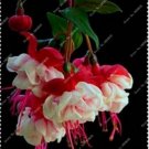 Neysastore 50pcs Fuchsia Seeds Potted Flowers seeds,bonsai seeds for home garden