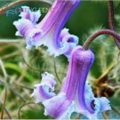 Neysastore 100pcs Mix Beautiful Clematis Seeds Bonsai Flower Seeds