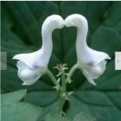Neysastore 50pcs White Swan Flowers Seeds Garden Rare Plant Bonsai Herbaceous Potted Yard