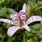 Neysastore 25+ Tricyrtis Japanese Toad Lily Flower Seeds