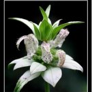 Neysastore bee balm, spotted, 100 seeds, RARE PERENNIAL! white flower